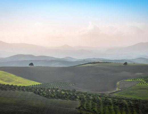 Serene Andalusian countryside landscape with olive trees and misty mountains.