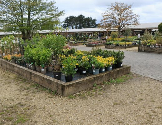 Wide view of a plant nursery with diverse greenery in pots under cloudy sky.